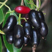 درخت جم یا جمبو